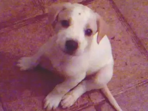 Cachorro raça srd idade 2 a 6 meses nome sem nome