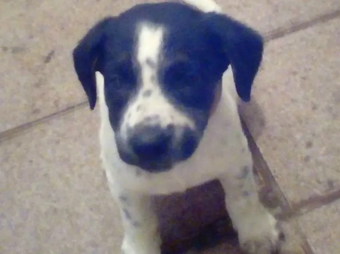 Cachorro ra a srd idade 2 a 6 meses nome sem nome