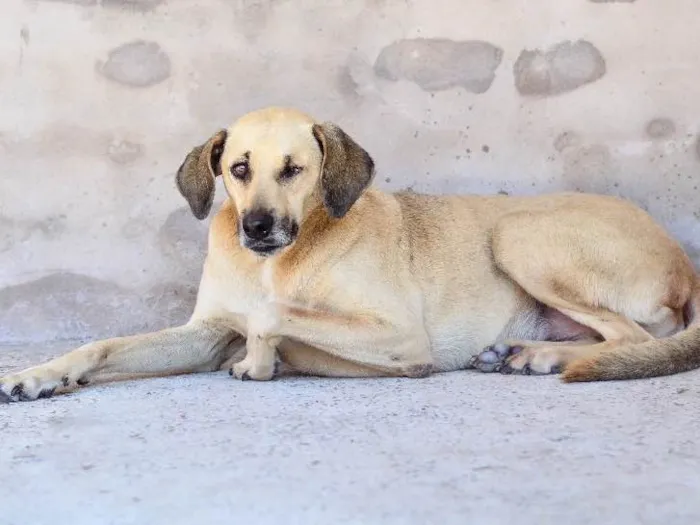 Cachorro ra a Srd idade 5 anos nome Pirata