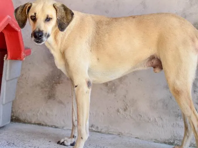 Cachorro ra a Srd idade 5 anos nome Pirata