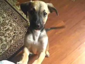 Cachorro raça SRD idade 2 a 6 meses nome Raquel (apelido)