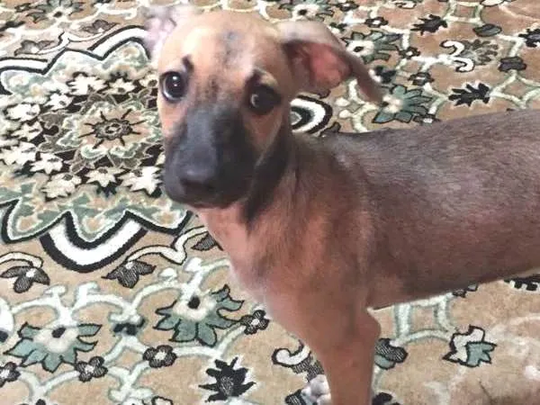 Cachorro raça SRD idade 2 a 6 meses nome Raquel (apelido)