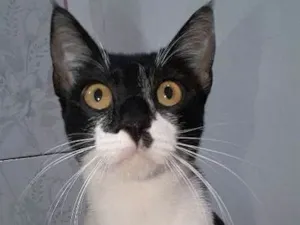 Gato raça Srd idade 1 ano nome Perna