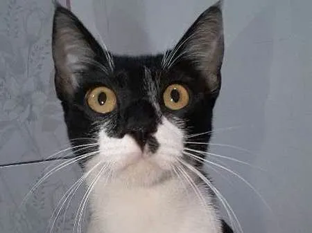 Gato ra a Srd idade 1 ano nome Perna