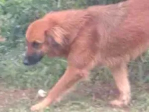 Cachorro raça SRD idade 2 anos nome Pequena