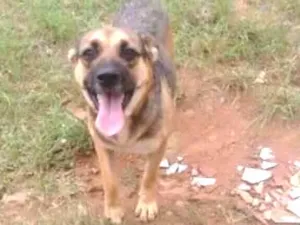 Cachorro raça SRD idade 2 anos nome Luffy