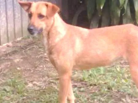 Cachorro ra a SRD idade 2 anos nome Lucy