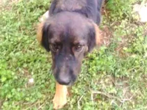 Cachorro raça SRD idade 2 anos nome Bartolomemu