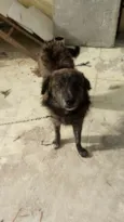 Nininho