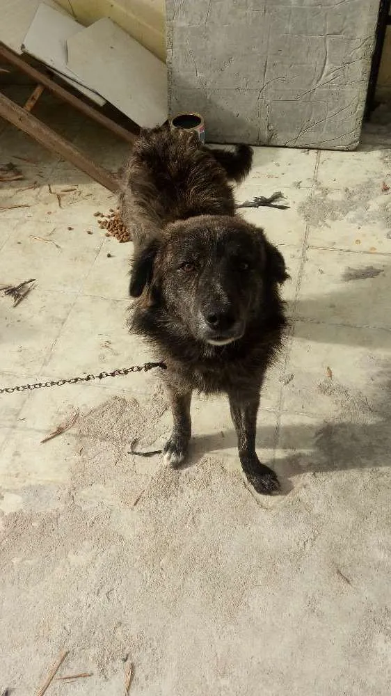 Cachorro ra a Vira lata idade 1 ano nome Nininho