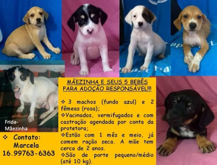 Cachorro ra a SRD idade Abaixo de 2 meses nome 5 Bebês e Mãezinha