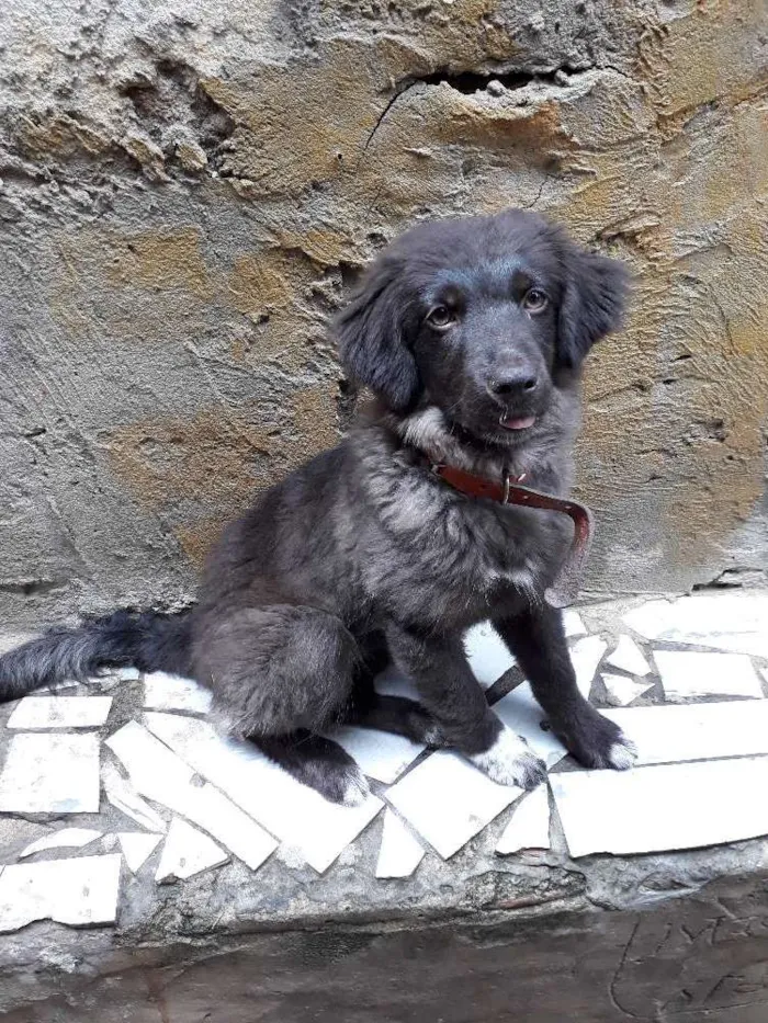 Cachorro raça SRF idade 2 a 6 meses nome Bonita