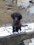Bonita