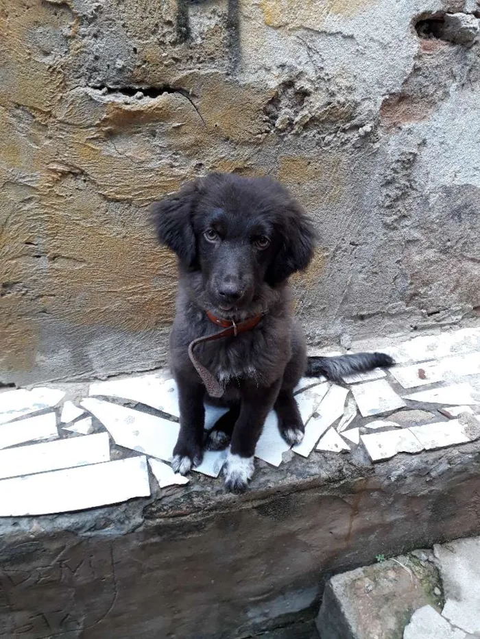 Cachorro raça SRF idade 2 a 6 meses nome Bonita