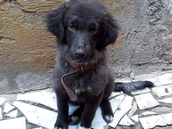 Cachorro raça SRF idade 2 a 6 meses nome Bonita