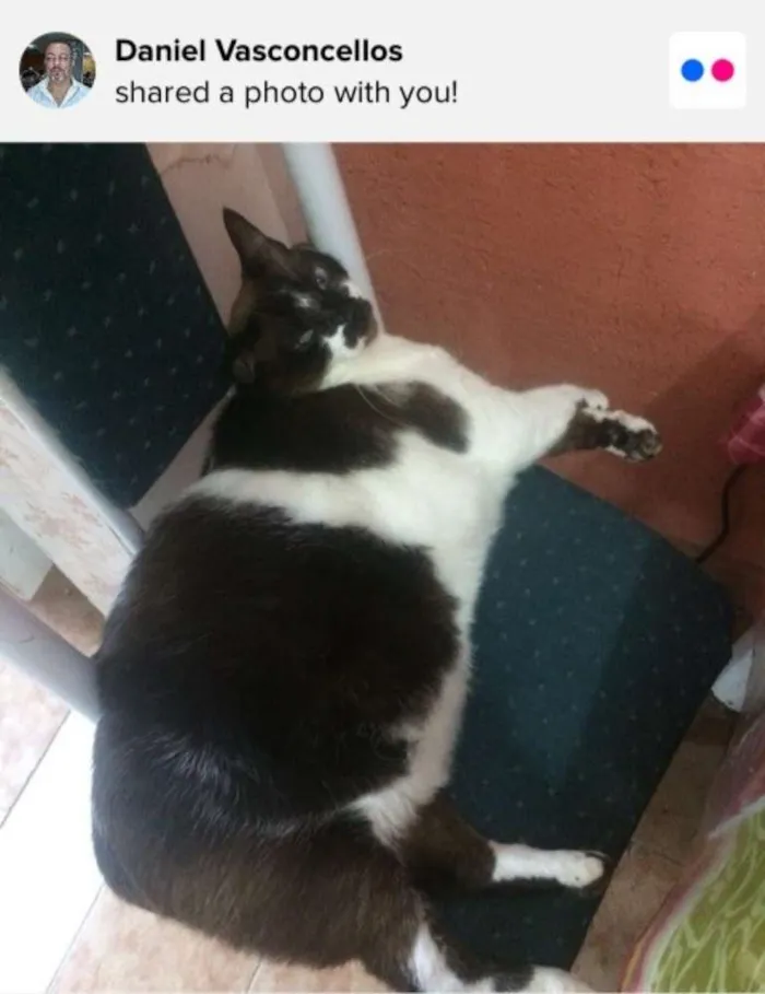 Gato ra a Siamesa idade 6 ou mais anos nome Cristal
