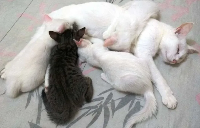 Gato ra a Sem raça definida idade 7 a 11 meses nome Sem nome