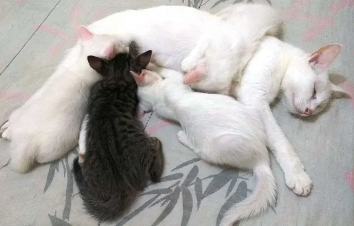 Gato ra a Sem raça definida idade 7 a 11 meses nome Sem nome