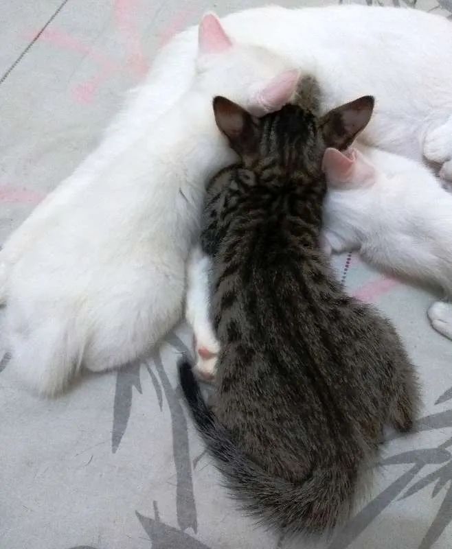 Gato ra a Sem raça definida idade 7 a 11 meses nome Sem nome