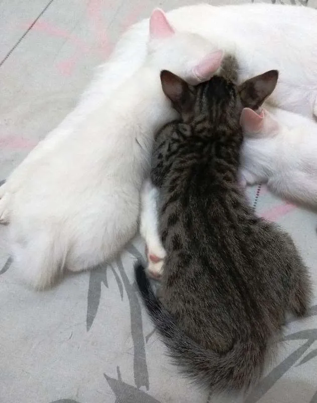 Gato ra a Sem raça definida idade 7 a 11 meses nome Sem nome