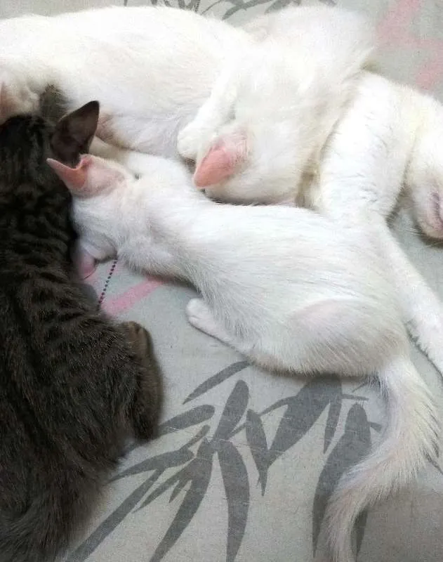 Gato ra a Sem raça definida idade 7 a 11 meses nome Sem nome