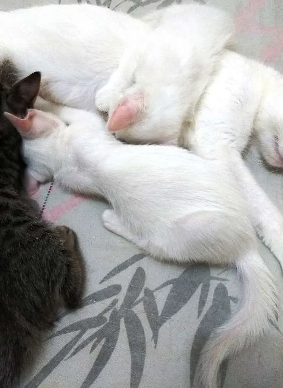 Gato ra a Sem raça definida idade 7 a 11 meses nome Sem nome