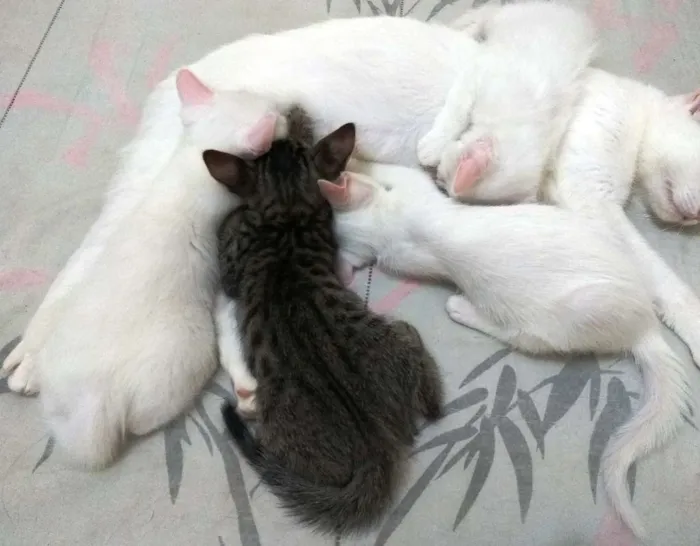 Gato ra a Sem raça definida idade 7 a 11 meses nome Sem nome