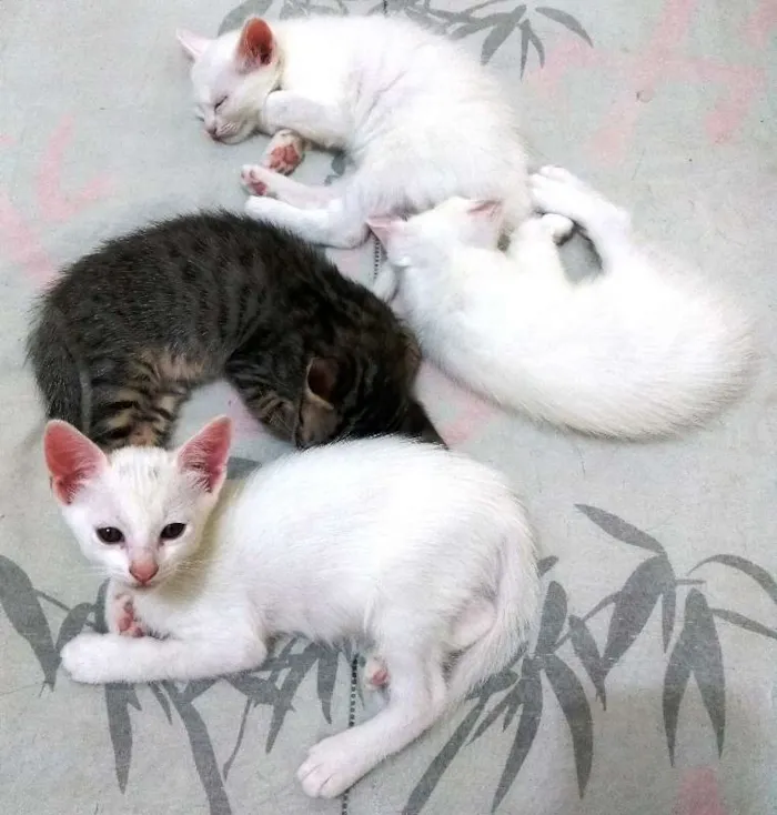 Gato ra a Sem raça definida idade 7 a 11 meses nome Sem nome
