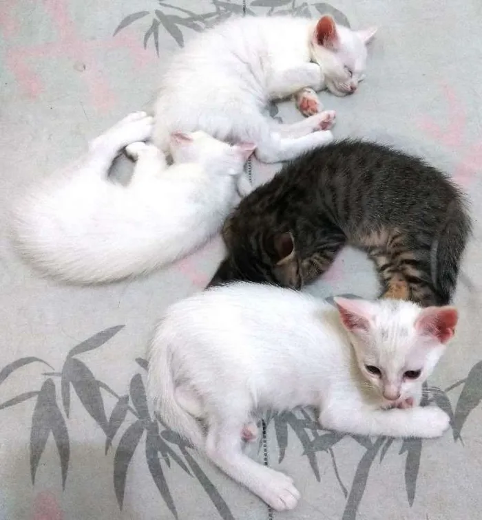 Gato ra a Sem raça definida idade 7 a 11 meses nome Sem nome