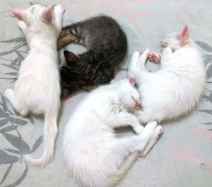 Gato ra a Sem raça definida idade 7 a 11 meses nome Sem nome