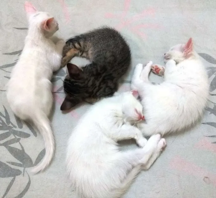Gato ra a Sem raça definida idade 7 a 11 meses nome Sem nome