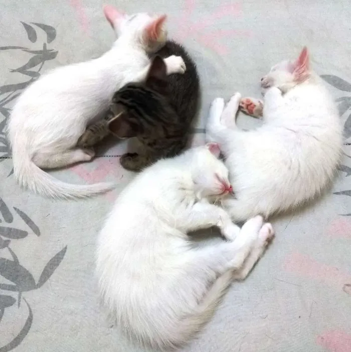Gato ra a Sem raça definida idade 7 a 11 meses nome Sem nome