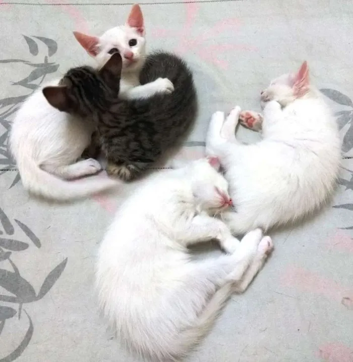 Gato ra a Sem raça definida idade 7 a 11 meses nome Sem nome