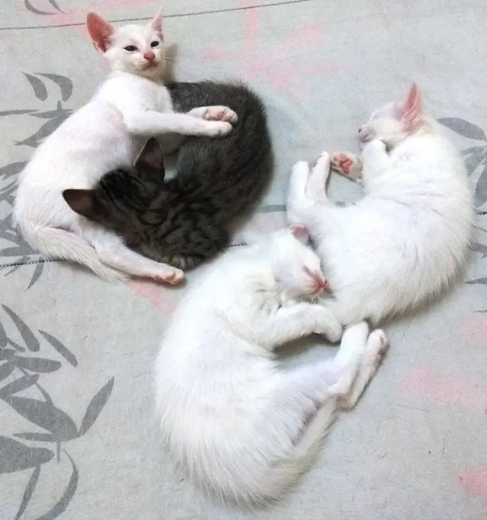 Gato ra a Sem raça definida idade 7 a 11 meses nome Sem nome