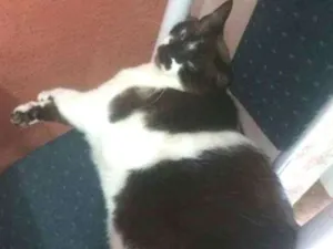 Gato raça Siamesa idade 6 ou mais anos nome Cristal