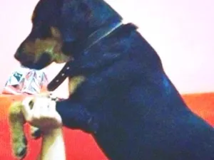 Cachorro raça RND idade 5 anos nome Zeus