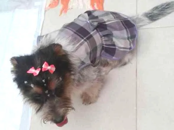 Cachorro ra a idade 6 ou mais anos nome Princesa