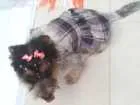 Cachorro raça  idade 6 ou mais anos nome Princesa