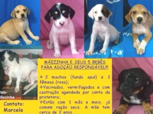 Cachorro raça SRD idade Abaixo de 2 meses nome 5 Bebês e Mãezinha
