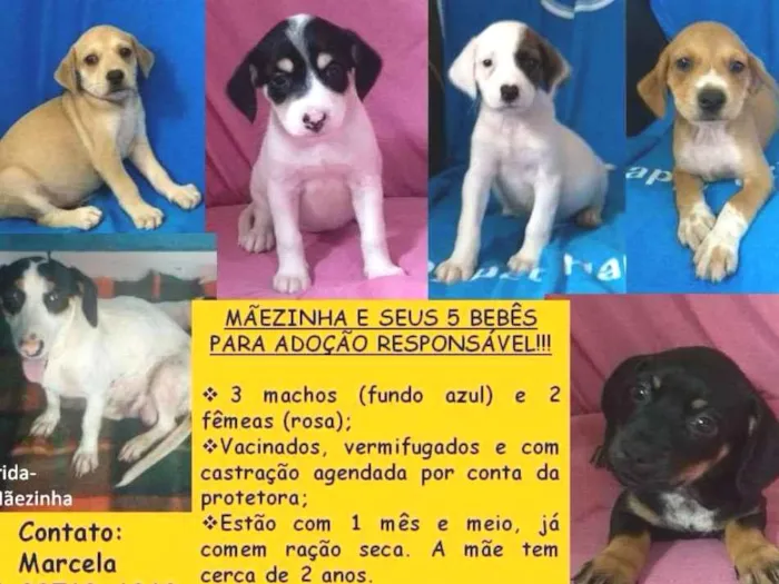 Cachorro ra a SRD idade Abaixo de 2 meses nome 5 Bebês e Mãezinha