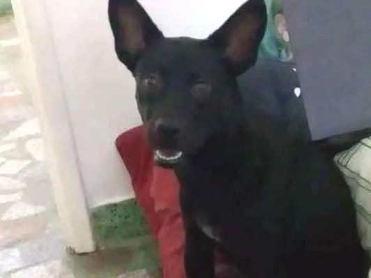 Cachorro ra a RND idade 7 a 11 meses nome Ômega