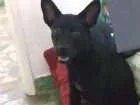 Cachorro raça RND idade 7 a 11 meses nome Ômega