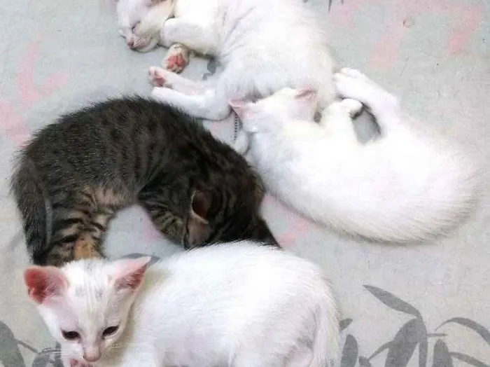 Gato ra a Sem raça definida idade 7 a 11 meses nome Sem nome