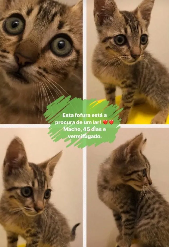 Gato ra a Felino idade Abaixo de 2 meses nome Malhado
