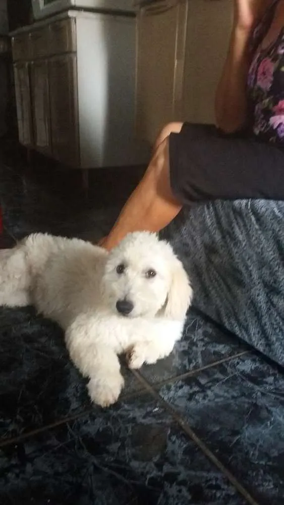 Cachorro ra a Poodle mestiça  idade  nome "Branquinha"