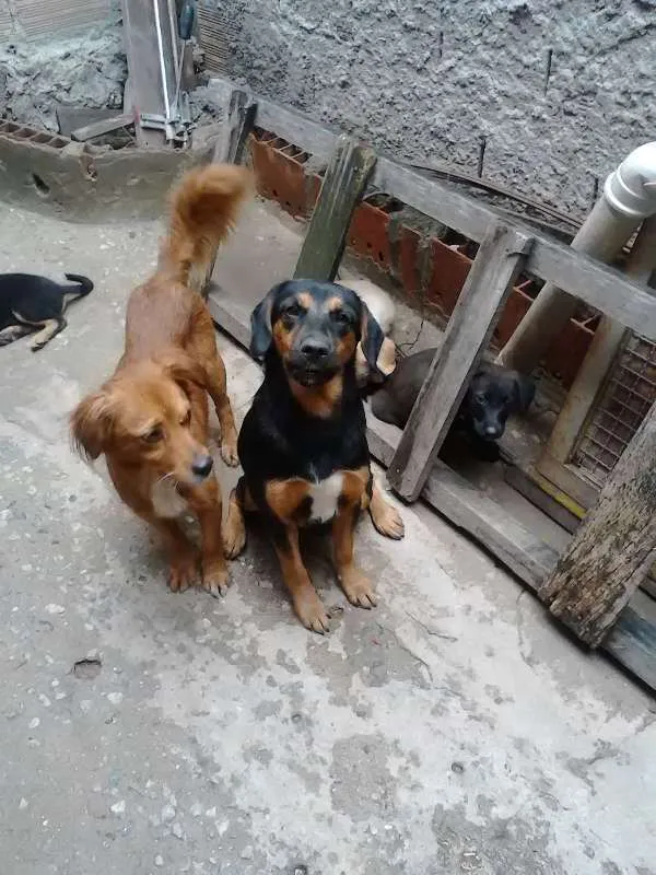 Cachorro raça labrador  idade 2 a 6 meses nome malu