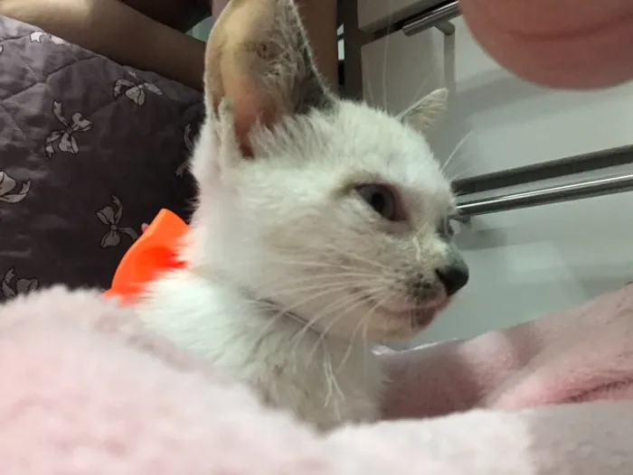 Gato ra a SRD (sem raça definida)  idade 2 a 6 meses nome Maria Eugênia 
