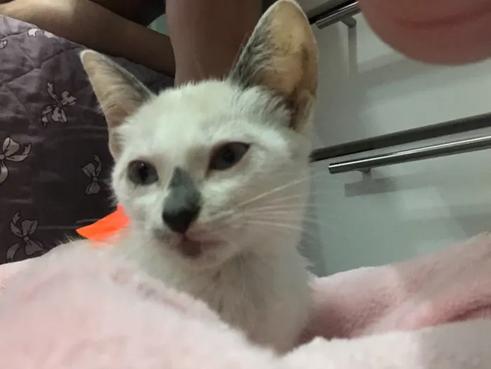Gato ra a SRD (sem raça definida)  idade 2 a 6 meses nome Maria Eugênia 