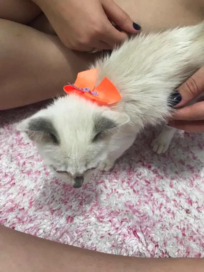 Gato ra a SRD (sem raça definida)  idade 2 a 6 meses nome Maria Eugênia 