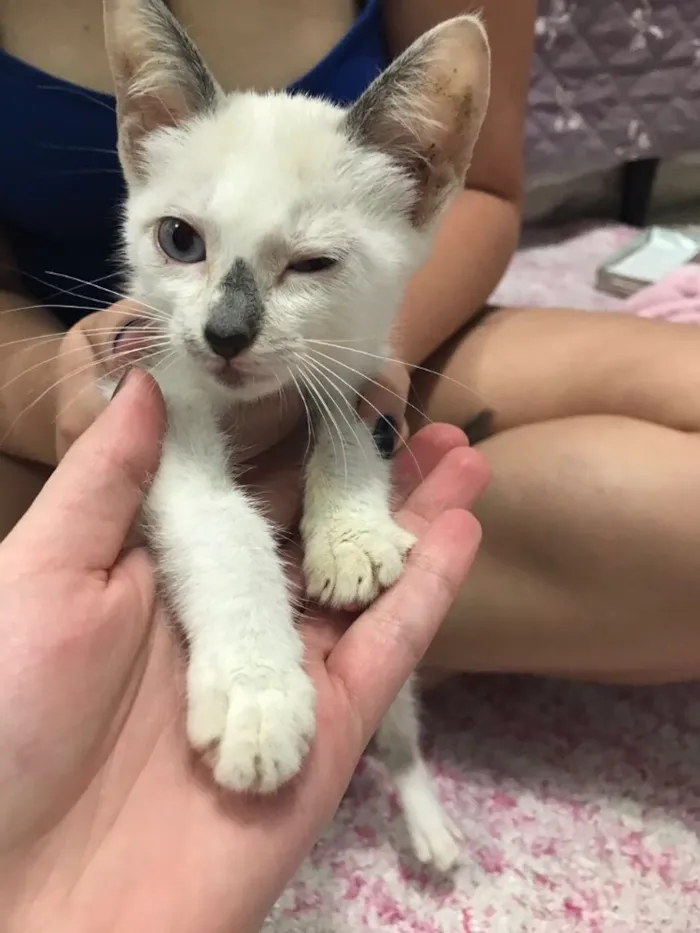 Gato ra a SRD (sem raça definida)  idade 2 a 6 meses nome Maria Eugênia 
